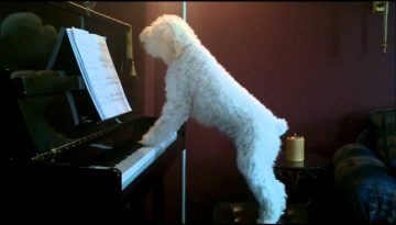 Singing Dog Playing Piano