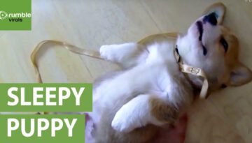 Sleeping Corgi Puppy Will Melt Your Heart!