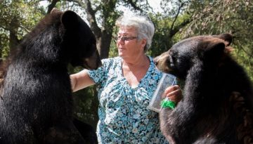 The Granny Who Lives with Two Bears and a Tiger