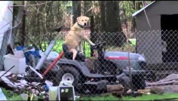 Tornado Broadcast Interrupted by Dog on Lawnmower