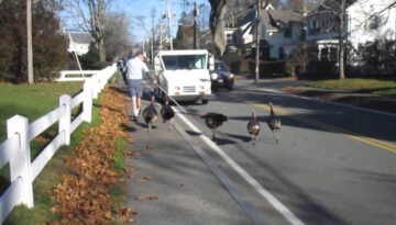 Turkeys Attack Falmouth Mailman “Every Day.”