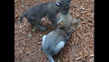 Unlikely Friends Bobcat and Coyote Pup