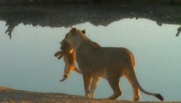 When a Lion Cub Won’t Listen to Mom
