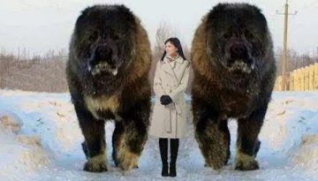 10 Abnormally Large Dogs In The World