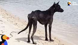 Man-On-Cruise-Finds-Dog-On-Deserted-Island-and-Rescues-Her-The-Dodo