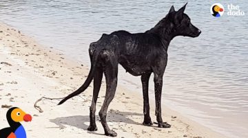 Man-On-Cruise-Finds-Dog-On-Deserted-Island-and-Rescues-Her-The-Dodo