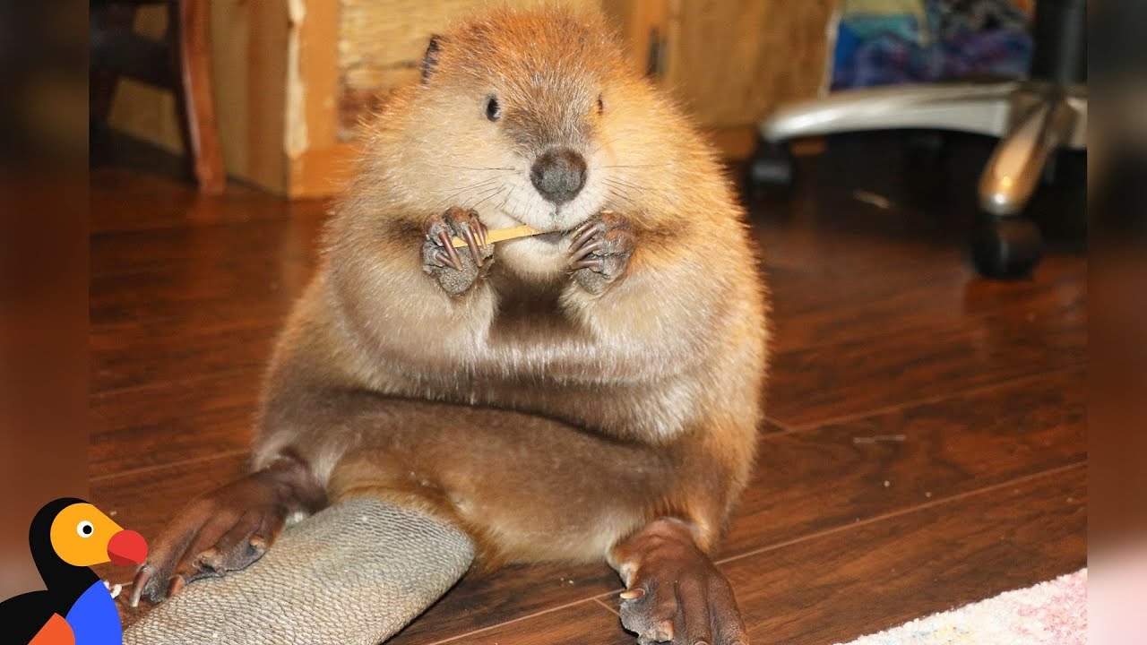 Rescue Beaver Loves Building Dams In His House – 1Funny.com