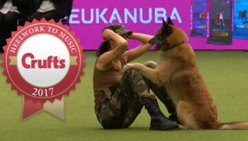 Amazing Dog Performs Cpr, Squats and Press Ups in Heelwork to Music Routine