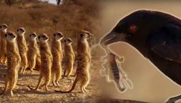 Drongo Bird Tricks Meerkats