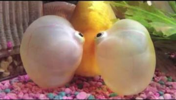 Fish With Really Thicc Cheeks