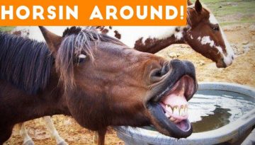 Funniest Horse Videos of 2018 Weekly Compilation