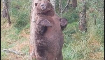 Giant Bear at Brooks Falls