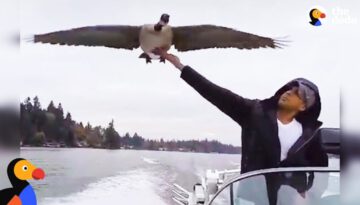 Goose Visits Man Who Rescued Her Every Day