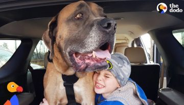 HUGE Dog Learns To Walk Again So He Can Be With His Favorite Boy