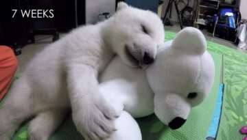 Nora the Polar Bear Cub Growing Up