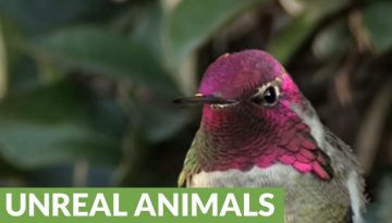 Color Changing Hummingbird