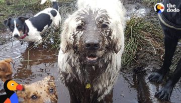 Swamp Dog Loves to Dunk His Head Pools of Mud