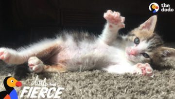 Tiny Kitten Found Barely Breathing Becomes the Ultimate Fighter