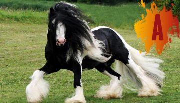 10 Most Beautiful Horse Breeds In The World