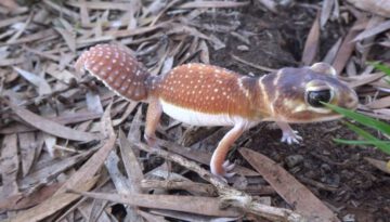 Adventures With a Smooth Knob-tailed Gecko
