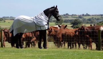Elegant Friesian Horse Meets the Neighbours Cows
