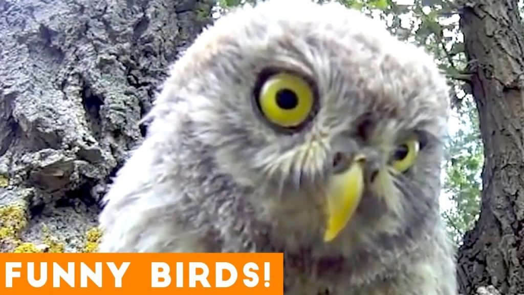 Funny bird videos 2018 new arrivals