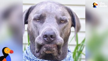 Girl With Nine Rescue Dogs Loves Her Grumpy Faced Boy the Most