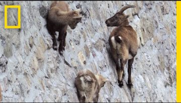 Goats Climbing on a Near-Vertical Dam