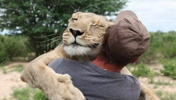 Heartwarming Animal Hugs Compilation