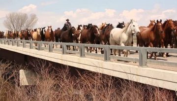 Massive Herd of Horses Crossing a Bridge