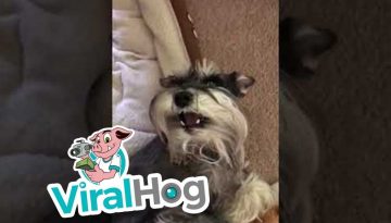 Mini Schnauzer Turns Into a Monster at Bath Time