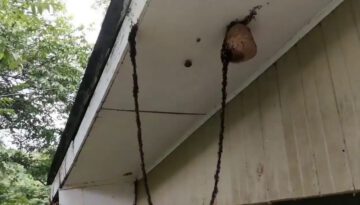 One Million Army Ants Worked Together to Build a Bridge to Attack a Wasp Nest