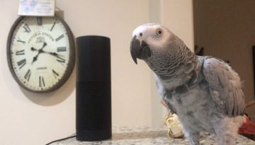 Smartest Most Conversational Parrot Ever