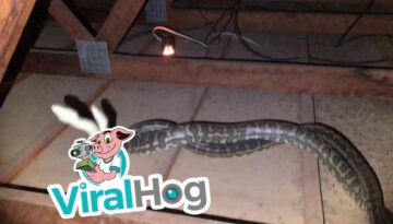 Snake Duel in Woman’s Roof