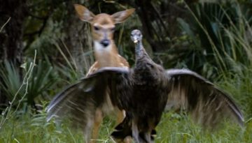 Wild Turkeys Play with Deer