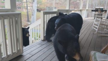 Bears on the Porch