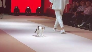 Cat on the Runway