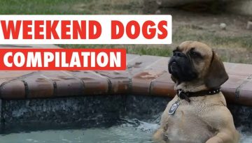 Awesome Weekend Dogs