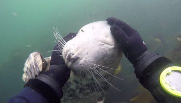 Friendly Seal Plays With Diver