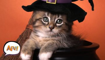 Funny Pets React to Halloween