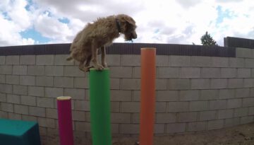 Lucy the Parkour Dog