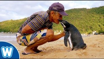 Penguin Travels 5000 Miles Every Year to Visit Man Who Saved Him