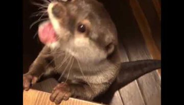 This Is What a Hungry Otter Sounds Like