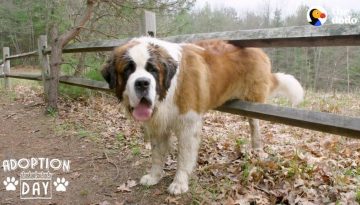 130-Pound Dog Gets His First Home Ever