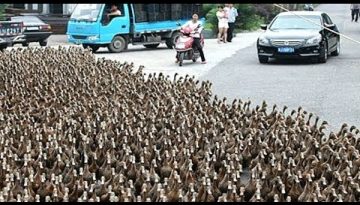Massive Army of Ducks