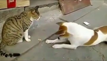 Angry Cats vs. Dogs