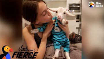 Baby Goat Is Pretty Sure He’s A Dog