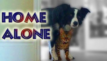 Cat and Dog Home Alone