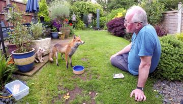 Friendly Wild Urban Fox Comes to Be Fed