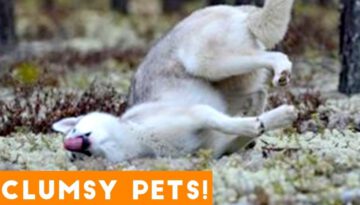 Funniest Clumsy Pet Fails Ever 2018